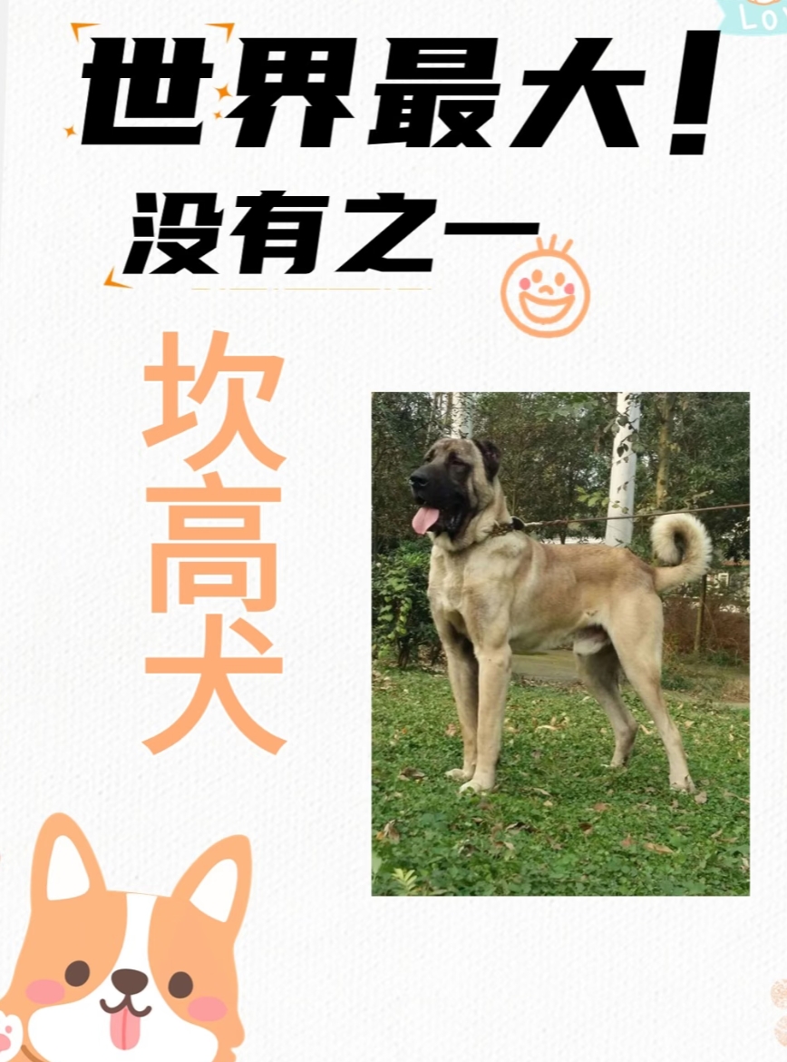 狗界中的坦克，绝对忠诚，